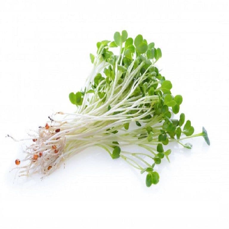 Brote de Alfalfa Envasado 150 g