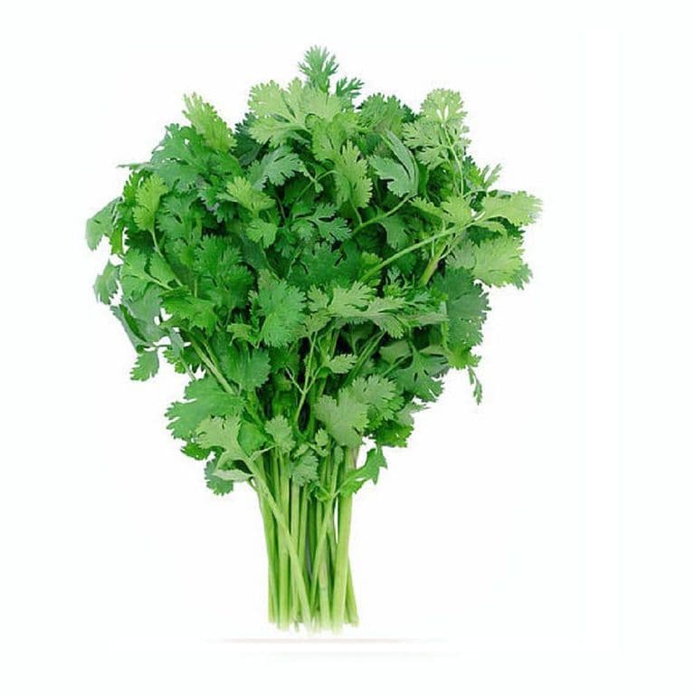 Cilantro